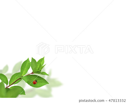 Background - Fresh Green - Green - Ladybug - Spring - Summer - White Back Background - Fresh Green - Green - Ladybug - Spring - Summer - White Back 47813332
