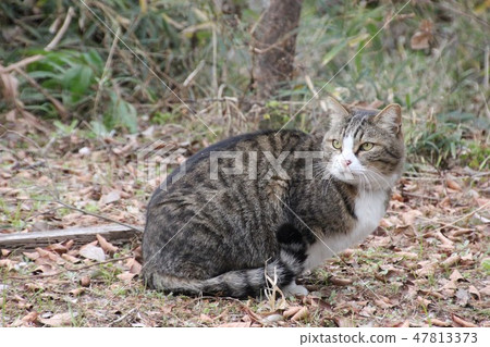 Cat Cat 47813373