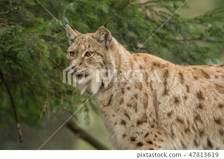 A big lynx is attentive outside in winter A big lynx is attentive outside in winter 47813619
