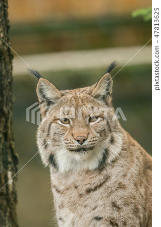 A big lynx is attentive outside in winter A big lynx is attentive outside in winter 47813625