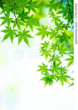 Fresh green Fresh green 47814269