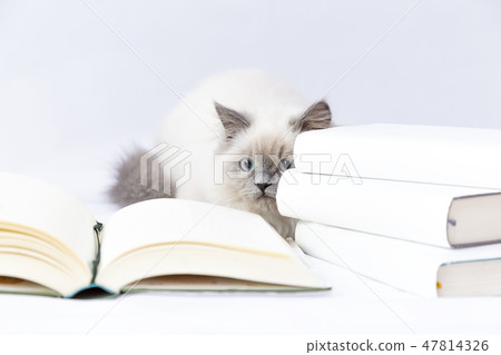 A kittens hiding behind a stacked book. Pet, study, hiding, mischief, image 47814326