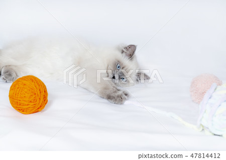 Kitten playing on yarns. Pet, cat, instinct, hunting image 47814412
