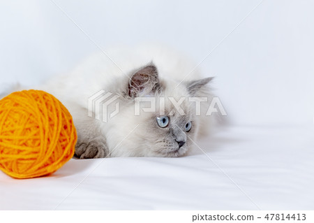 A kitty looking at the prey at the side of the wool ball. Pet, cat, instinct, hunting image 47814413