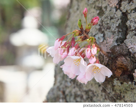 Cherry blossoms bloom refreshes Natural landscape 47814503