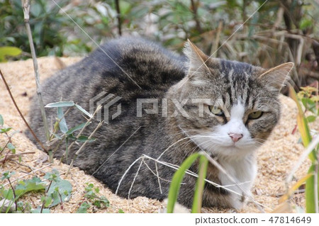 Cat Cat 47814649