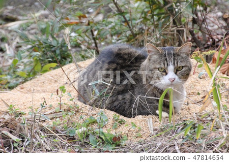 Cat Cat 47814654