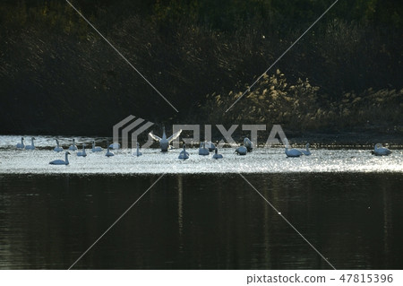 川島天鵝的天鵝 47815396