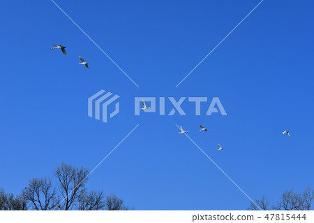 川島天鵝天鵝飛行 47815444