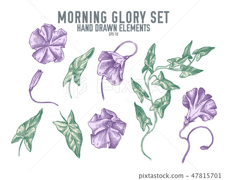 Vector collection of hand drawn pastel morning glory 47815701