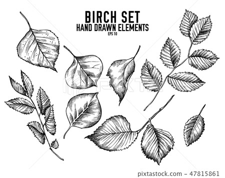 Vector collection of hand drawn black and white birch Vector collection of hand drawn black and white birch 47815861