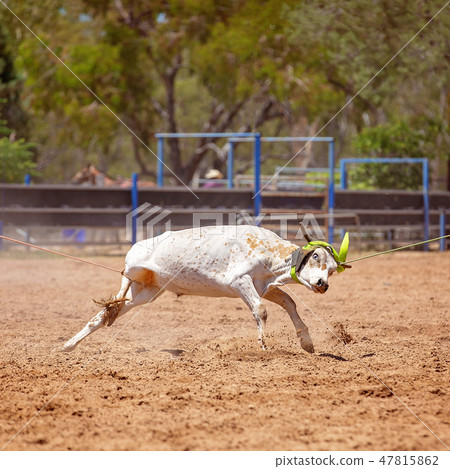 Team Calf Roping At Country Rodeo Team Calf Roping At Country Rodeo 47815862