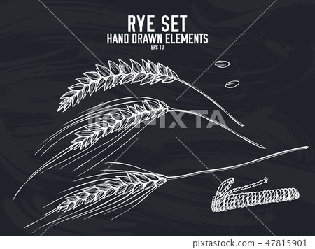 Vector collection of hand drawn chalk rye Vector collection of hand drawn chalk rye 47815901