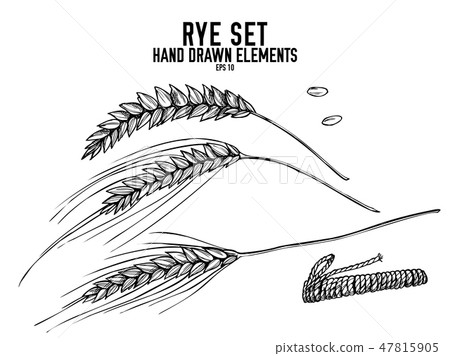 Vector collection of hand drawn black and white rye Vector collection of hand drawn black and white rye 47815905