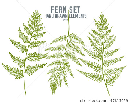 Vector collection of hand drawn pastel fern Vector collection of hand drawn pastel fern 47815959