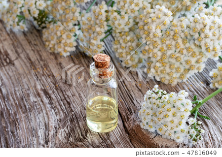 A bottle of yarrow essential oil with fresh yarrow 47816049