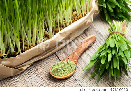 Freshly grown young barley grass with green barley 47816060
