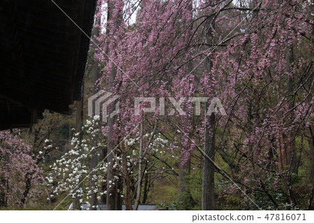 Sanzenin的櫻花 47816071