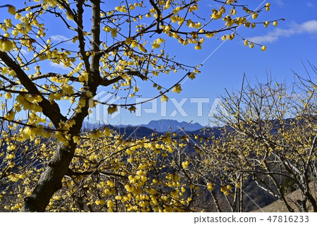Hanasaku Nagami Town Hodogayama Robotic Garden and Amphibious Mountain Hanasaku Nagami Town Hodogayama Robotic Garden and Amphibious Mountain 47816233