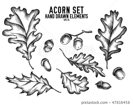 Vector collection of hand drawn black and white acorn Vector collection of hand drawn black and white acorn 47816458