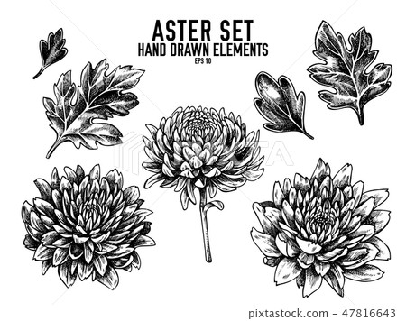 Vector collection of hand drawn black and white aster 47816643