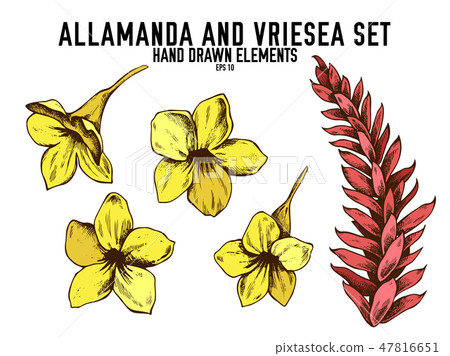 Vector collection of hand drawn colored allamanda, vriesea Vector collection of hand drawn colored allamanda, vriesea 47816651