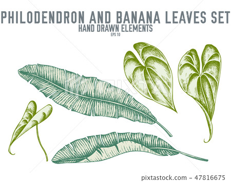 Vector collection of hand drawn pastel philodendron, banana leaves 47816675