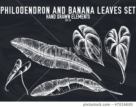 Vector collection of hand drawn chalk philodendron, banana leaves 47816680