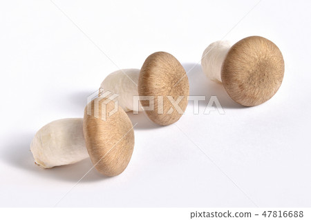 蘑菇(Oguni Shimeji) 蘑菇(Oguni Shimeji) 47816688