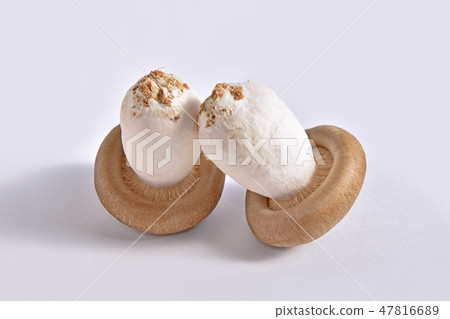 Mushrooms (Oguni Shimeji) 47816689