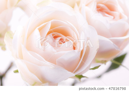 Rose rose 47816798