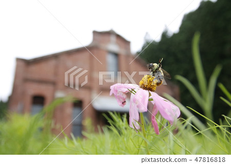 Maruyama substation and bee Maruyama substation and bee 47816818
