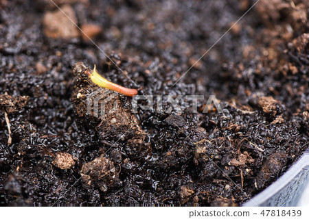 The first sprout of lychee from the wet ground in a pot. The first sprout of lychee from the wet ground in a pot. 47818439