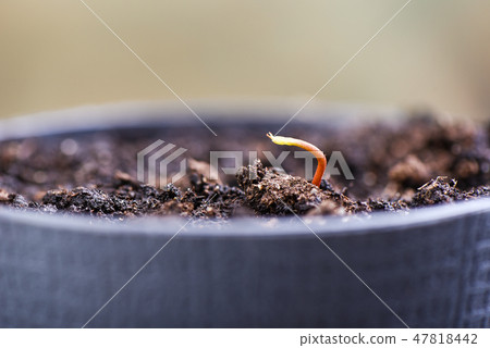 Lychee sprout from the ground in a pot. Lychee sprout from the ground in a pot. 47818442
