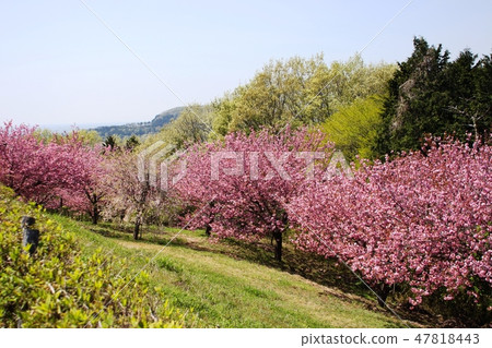 Futaniyama Fureai Park Yaezakura Futaniyama Fureai Park Yaezakura 47818443