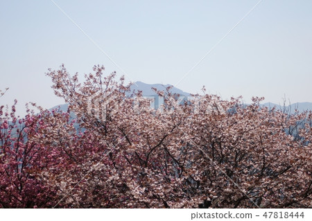Futaniyama Fureai Park Yaezakura Futaniyama Fureai Park Yaezakura 47818444