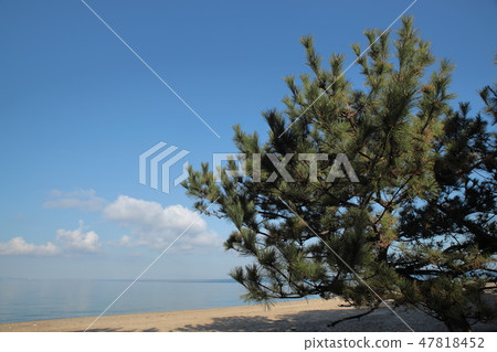 京都鬆原海灘（兵庫縣） 47818452