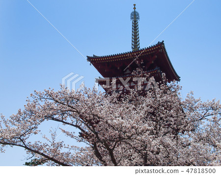 Yakushiji Temple West tower and cherry blossoms in full bloom 47818500