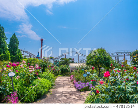 枚方公園的玫瑰園 47818514