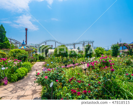枚方公園的玫瑰園 47818515