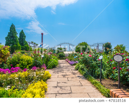 枚方公園的玫瑰園 47818516