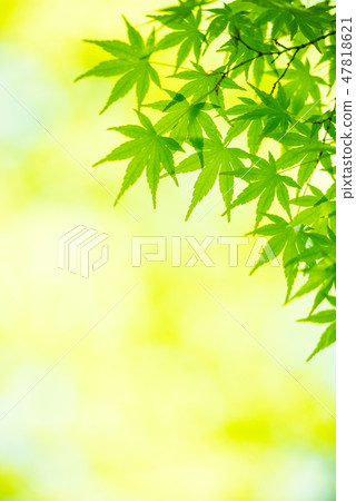 Fresh green 47818621