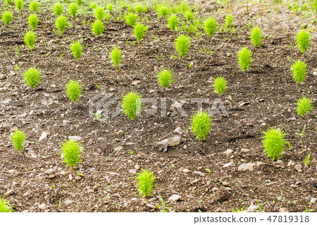 Kokia seedlings 47819318