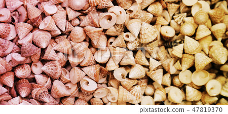 Sea Shells Seashells. Sea shells from beach Sea Shells Seashells. Sea shells from beach 47819370