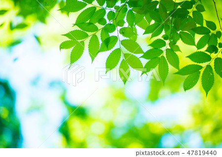 Fresh green 47819440