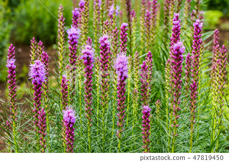 Flower of Reatris 47819450