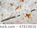 Cherry tree in full bloom  47819816