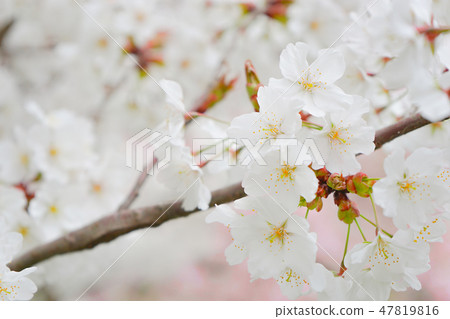 Cherry tree in full bloom  47819816