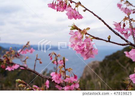 河津櫻花 河津櫻花 47819825
