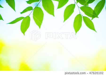 鮮綠色 鮮綠色 47820102